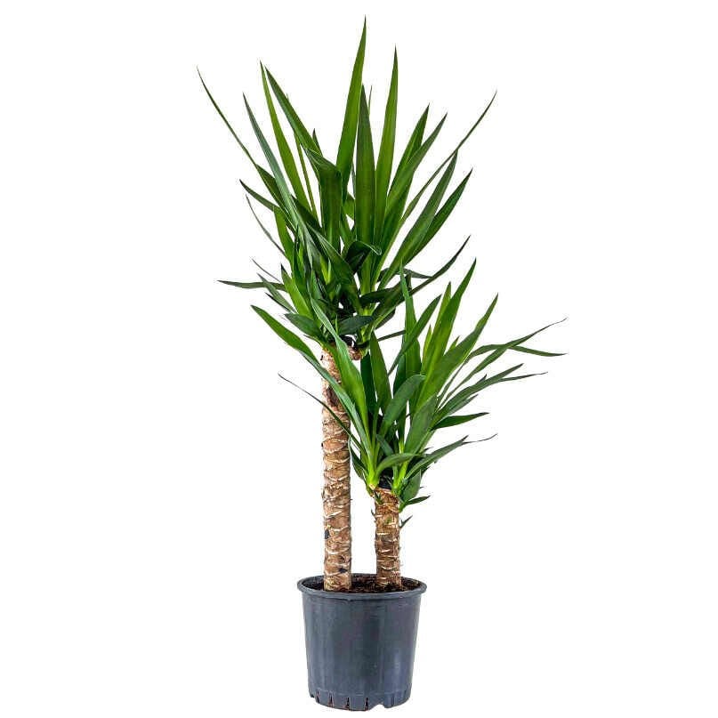 YUKA BİTKİSİ (Yucca Massengena) 2 Gövdeli 130-150cm