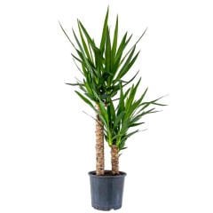 YUKA BİTKİSİ (Yucca Massengena) 2 Gövdeli 130-150cm