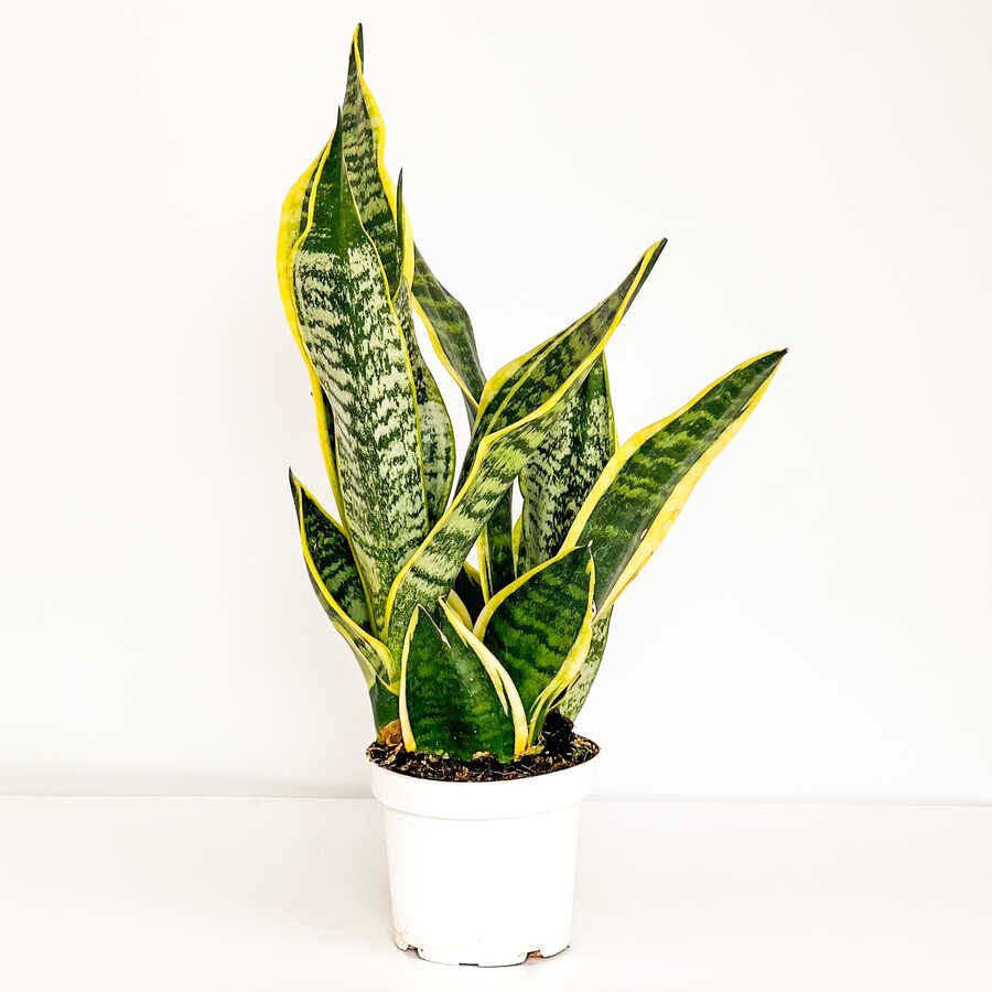Bodur Paşa Kılıcı-Sansevieria Laurentii Superba Üç Köklü  30-40cm