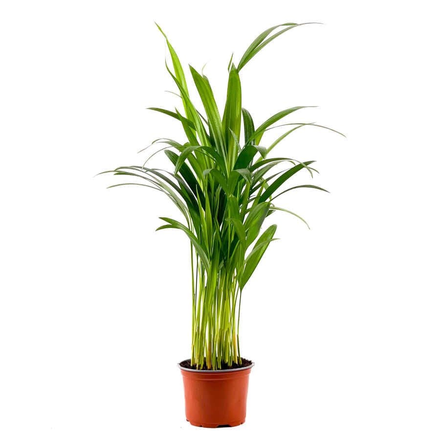 Areka Palmiyesi-Areca Dypsis Lutescens  80-100cm