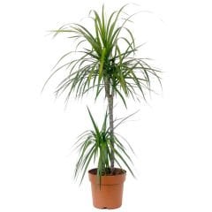 Dracaena Marginata 2 Gövdeli  130-150cm