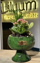 Kupa Saksıda Bitki Aranjman ve Çikolata Seti