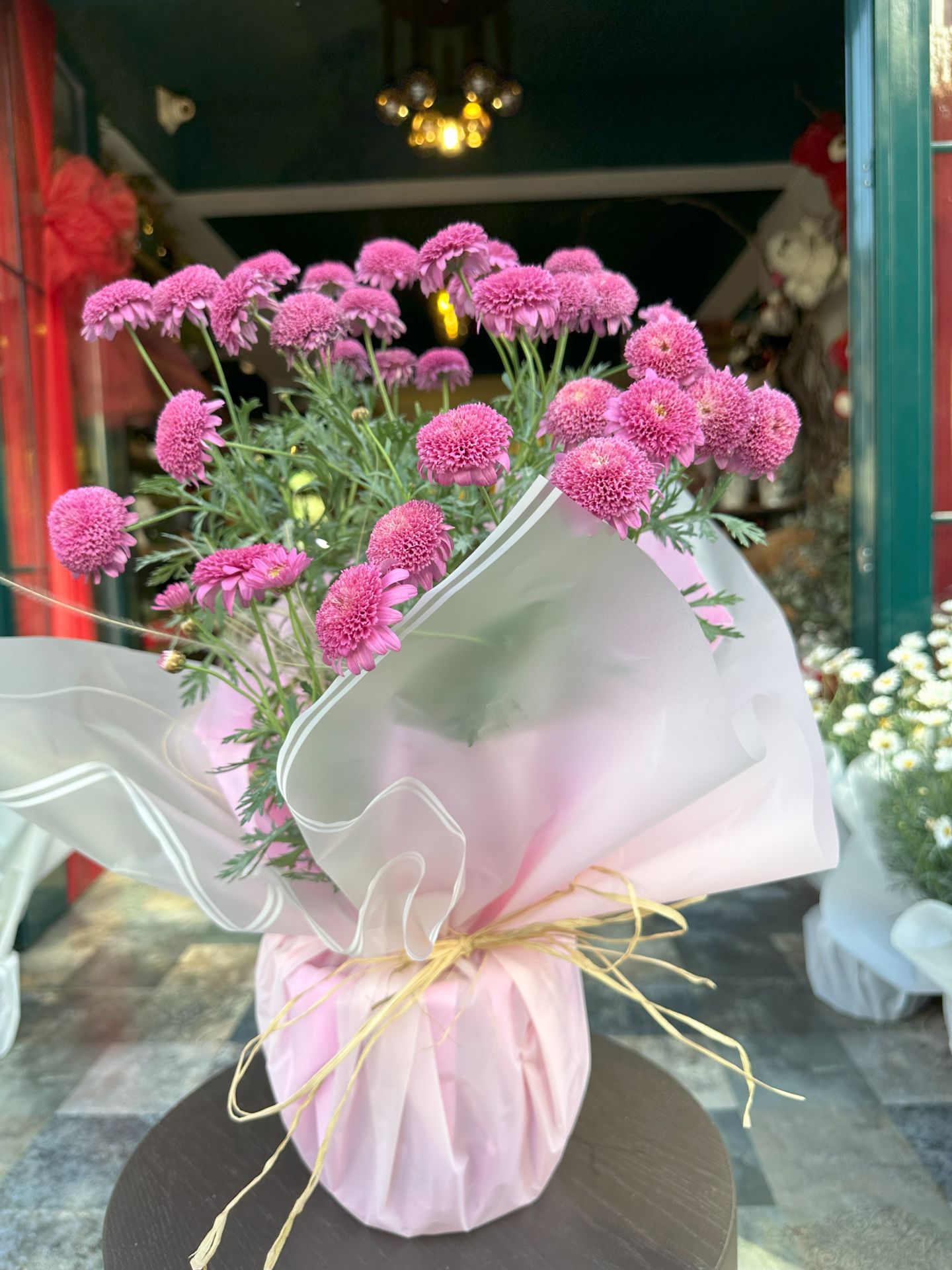Saksıda Pembe Papatya