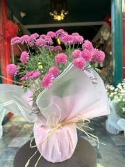 Saksıda Pembe Papatya
