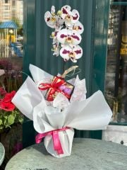 Benekli Orkide + Mini Hediyelik Çikolata