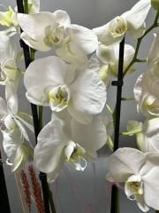 SİNDRELLA ORKİDE ARANJMANI