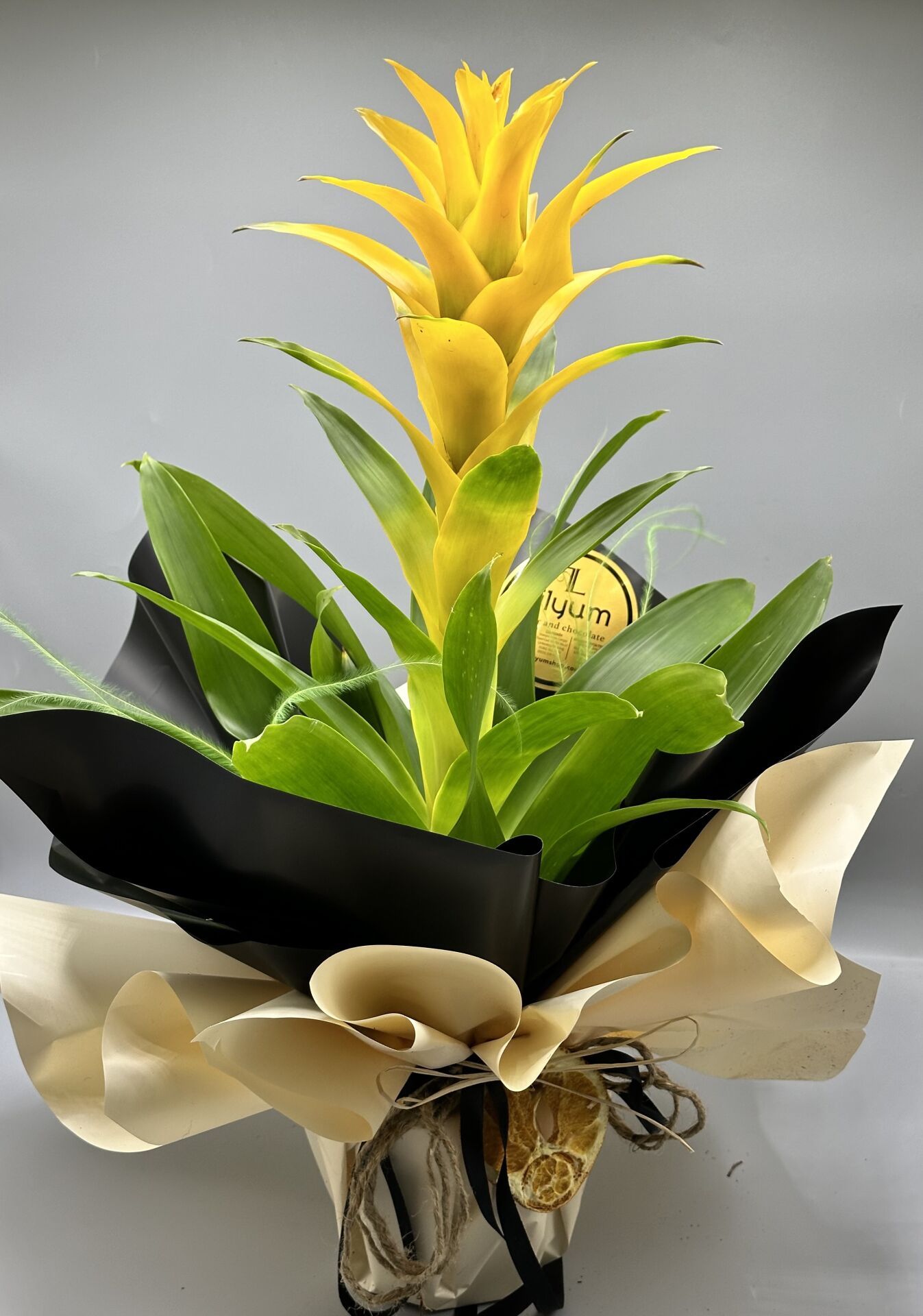 Sarı Guzmania Bitkisi