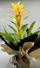 Sarı Guzmania Bitkisi