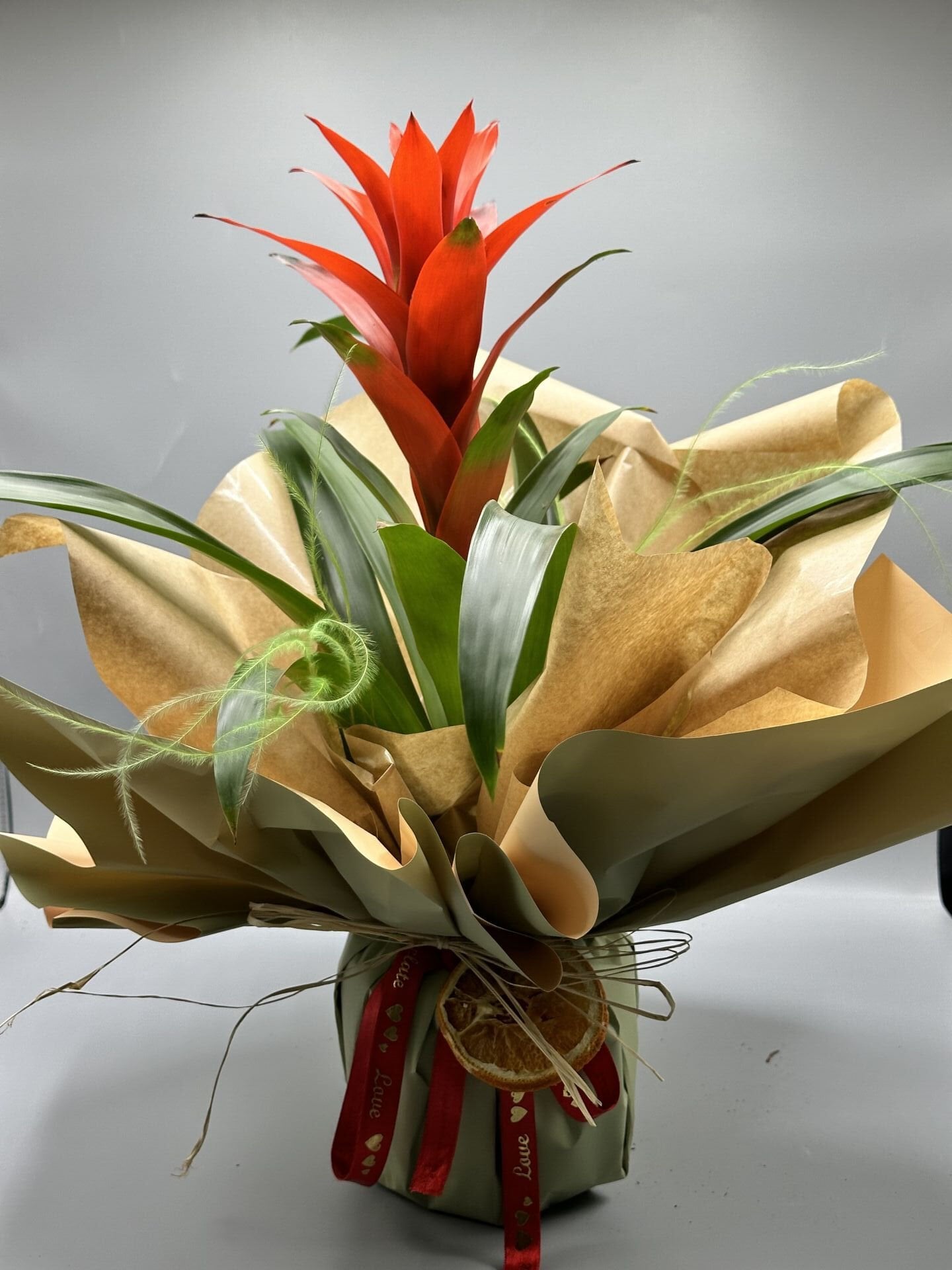 Kırmızı Guzmania Bitkisi