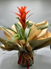 Kırmızı Guzmania Bitkisi