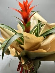 Kırmızı Guzmania Bitkisi