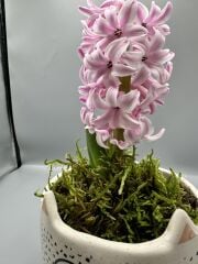 Dekoratif Saksıda Sümbül Çiçeği