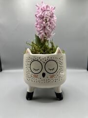 Dekoratif Saksıda Sümbül Çiçeği