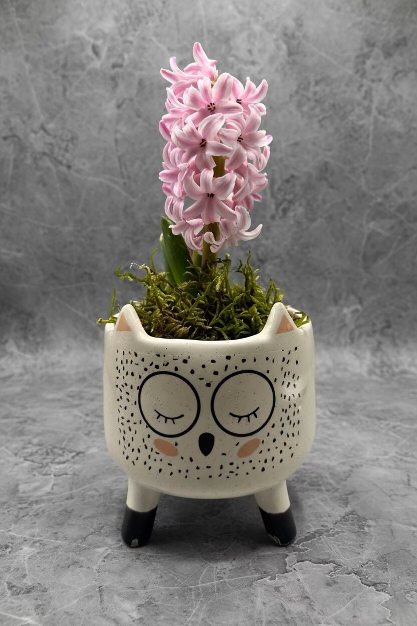 Dekoratif Saksıda Sümbül Çiçeği