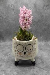 Dekoratif Saksıda Sümbül Çiçeği